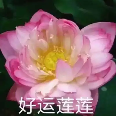 妈妈头像唯美风景花草中年人爸爸妈妈喜欢的头像