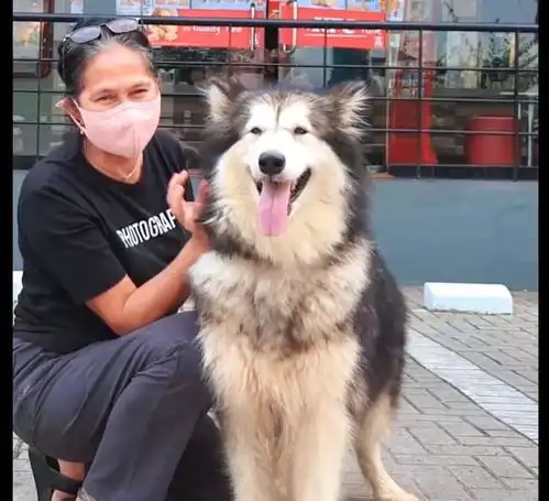 主人嫌雪橇犬调皮拆家,不送走反而关笼子里变相虐待,做法太奇葩