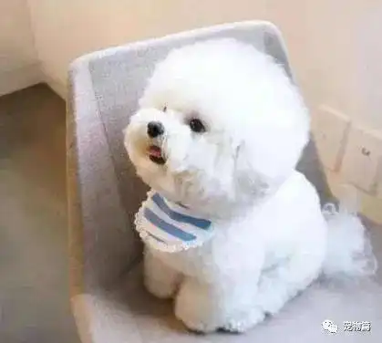 这八种狗狗,都是粘人精,谁养谁知道