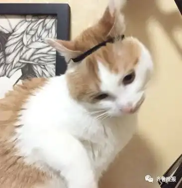 抖音刷屏的给猫戴金箍,其实是它痛苦的挣扎