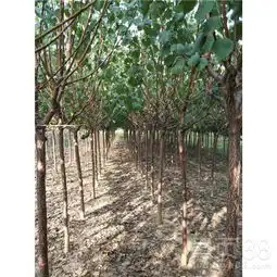 6公分杏树加盟7公分金太阳大杏树-黄页88网
