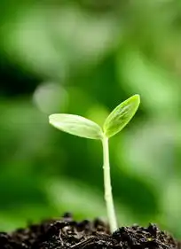绿意盎然的初生萌芽041下载2113