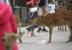 奈良鹿接连死亡解剖发现胃里的塑料袋拧成硬块