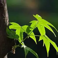 枯木逢春微信头像