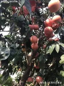 西柚是一种水果,是含糖分较少,被称为食疗之王