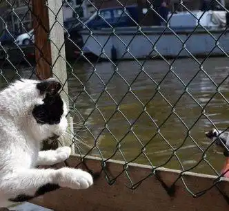 到喵船上当一日铲屎官,猫奴的另类阿姆斯特丹行程