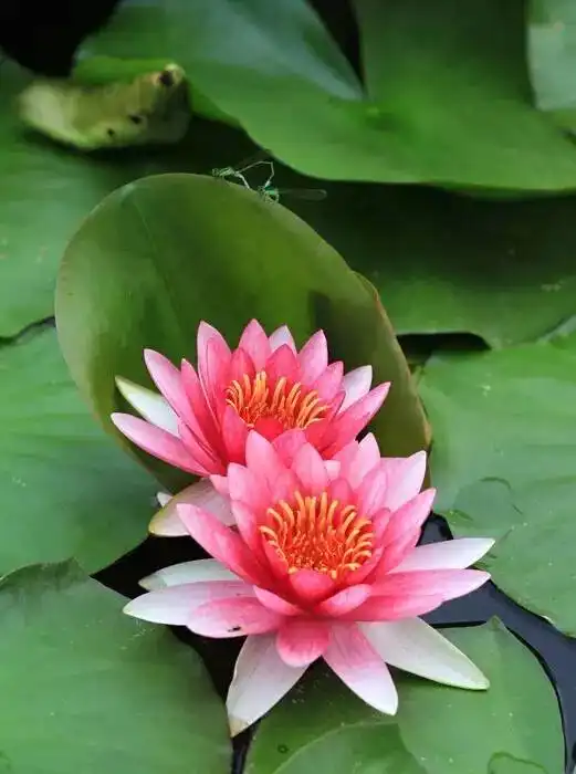 清净莲花分外美丽