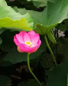 看这里菏泽单县湿地公园荷花,美呆了约起来