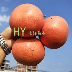 红宝石葡萄柚苗基地红心葡萄柚苗批发格