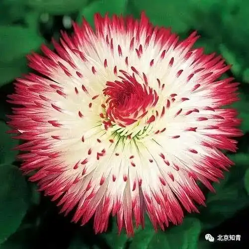 罕世奇花见一朵要等上1000年