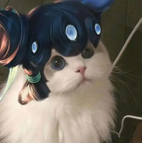 王者荣耀猫猫头像图