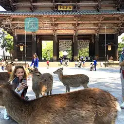 看山看鹿