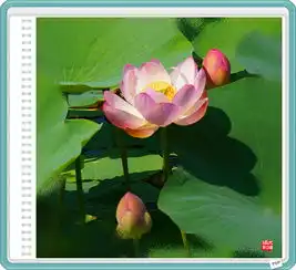 学拍荷花
