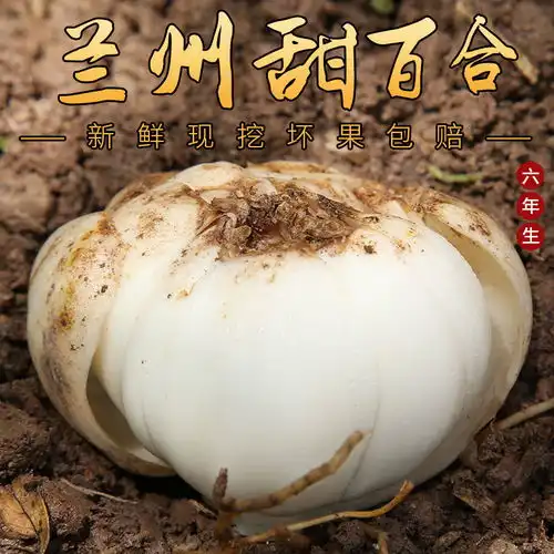 现挖兰州百合新鲜甜百合毛百合纯农家自产天然蔬菜非百合干包邮