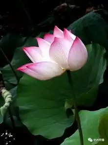 摄影习作西湖荷花分外美