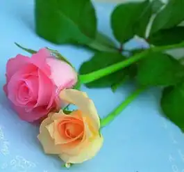 求原图
