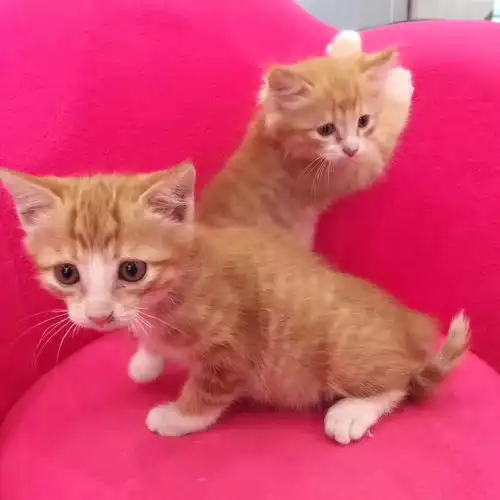 小奶猫找新家