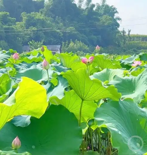 好运莲莲重庆荣昌开出并蒂莲长成概率约十万分之一