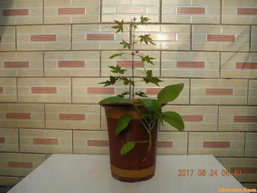 参赛作品背靠大树好乘凉