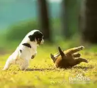 狗狗心思摇一摇