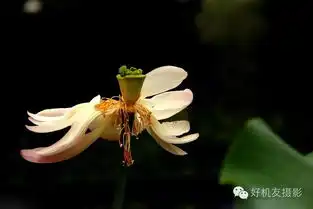 史无前例,120种荷花的拍摄技巧大放送