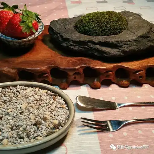 养一盆青苔,禅意清远