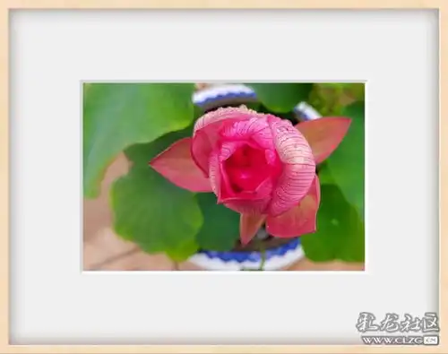 小暑荷花个展